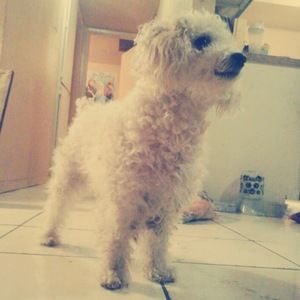 Meet your Posher, Ntevelin